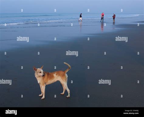 dog in the cox bazar beach Stock Photo - Alamy
