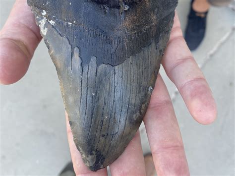 Megalodon Shark Sightings 2024