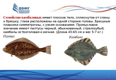 Рыба камбала — польза и вред, на что клюет, необходимая наживка и оснастка