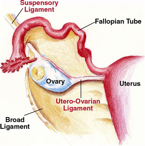 Broad Ligament | Ovaries, Anatomy flashcards, Uterus