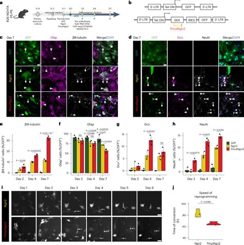Image result for Astrocyte Neuron Reprogramming