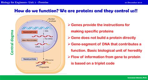 Unit 1 proteins - Protein notes - How do we function? We are proteins ...