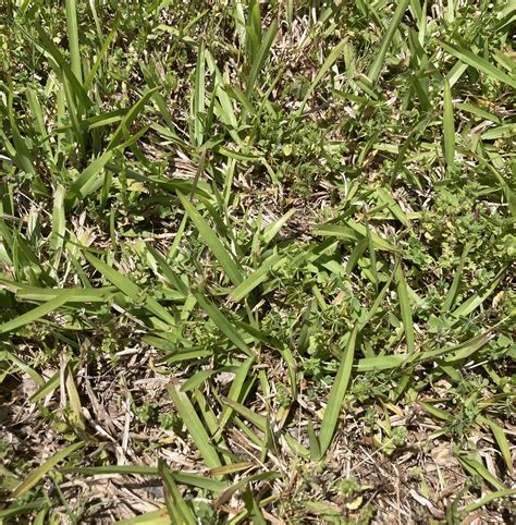Centipede Grass Seed Germination Time at Rebecca Santana blog