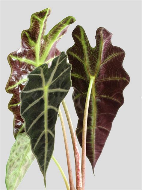 Alocasia Amazonica (Medium) – Greenkin