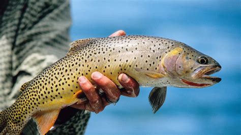 The Fish That Make the Snake River One of America’s Great Waterways - A ...