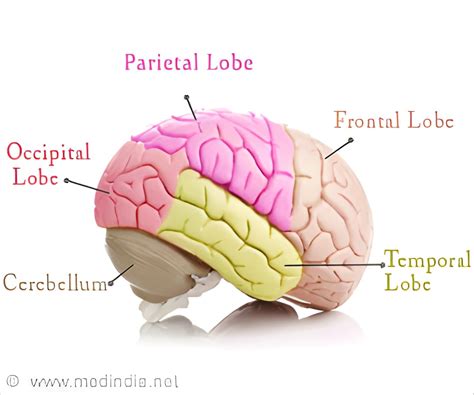 Brain Map 的图像结果