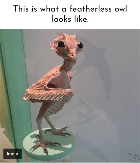 Thanks, I hate featherless owls! : r/TIHI