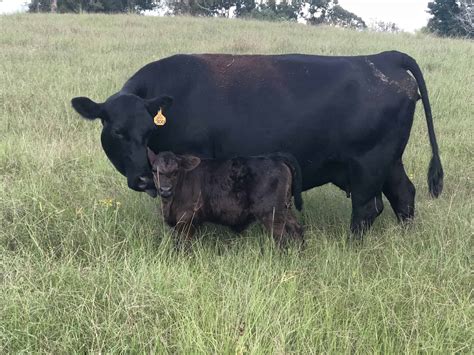 Cobb Ranch - Home of C-K Cattle - #1 Best Black Angus Cattle