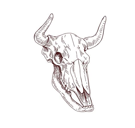 Cow Skull Head Drawing
