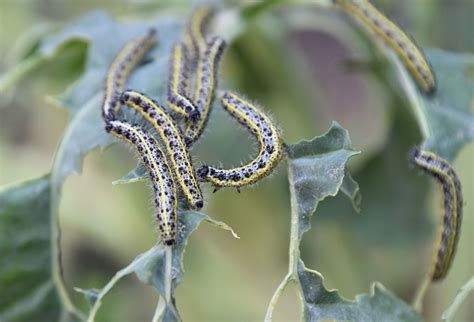 What Do Caterpillars Eat Feed