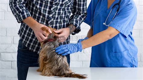 带着可爱小狗的年轻主人在动物诊所看兽医生高清图片下载-正版图片504594701-摄图网