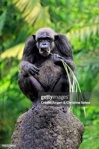 Image result for Chimpanzee Using Tools