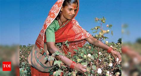 On Jan 5, Maha farmers set to showcase success of sowing banned HTBt ...