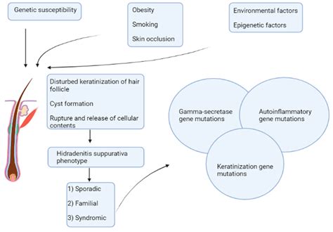 Hidradenitis Suppurativa: A Perspective on Genetic Factors Involved in the Disease