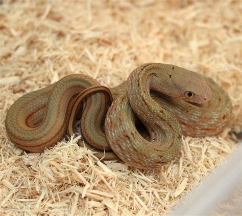 Chinese King Rat Snake Other Rat Snake by Roots, Scoots, & Scales ...