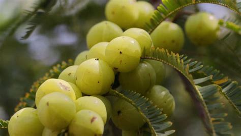 Top 10 Benefits of Consuming Amla on an Empty Stomach