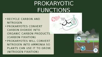 Image result for Course Prokaryotes