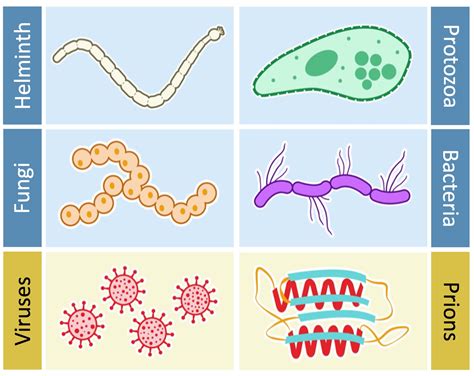 Image result for Pathogen of Humans