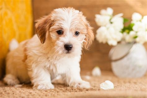 Image result for Jackapoo Dog