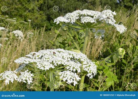 Poisonous Plant Cow Parsnip Sosnowski. Cow Parsnip Blooms in Summer ...