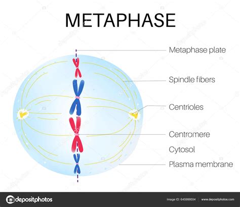 Metaphase Stage Mitosis Eukaryotic Cell Cycle Stock Vector by ©Achiichiii 645999554