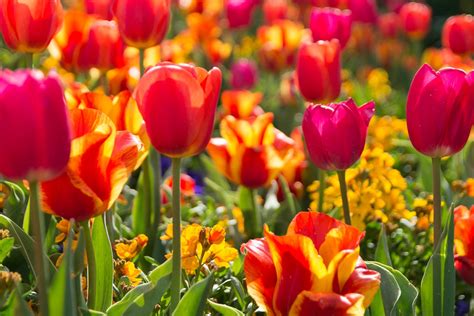 Tulip Festival at Thanksgiving Point 2024 in Utah - Rove.me