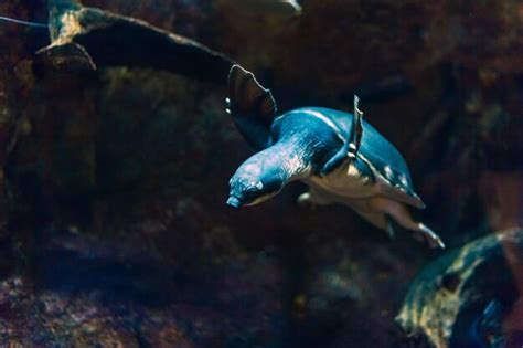 Sea Turtle 的图像结果