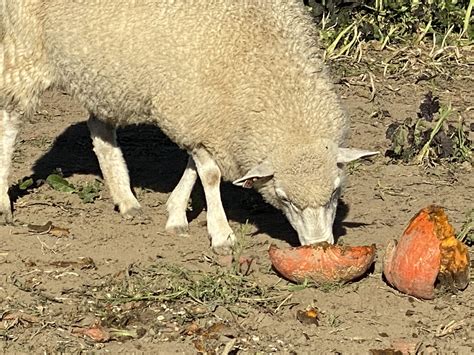 Feeding Cows Pumpkins at Olivia Brewster blog
