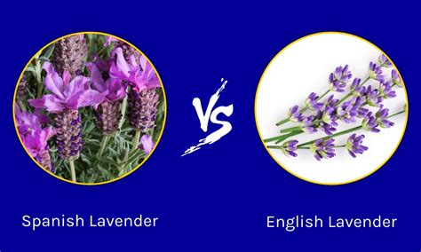Spanish Lavender