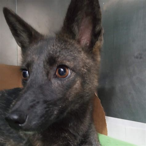 Fox Dog Hybrid Puppies