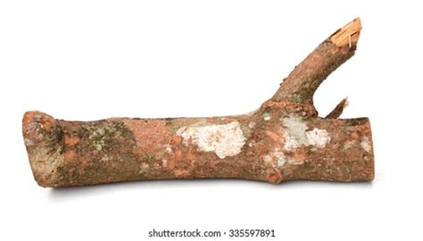 Image result for Log Top View Sprite