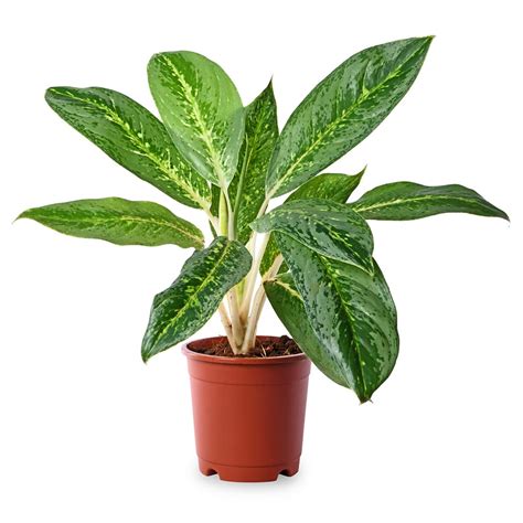 Aglonaema Ghost – PLANTIFY