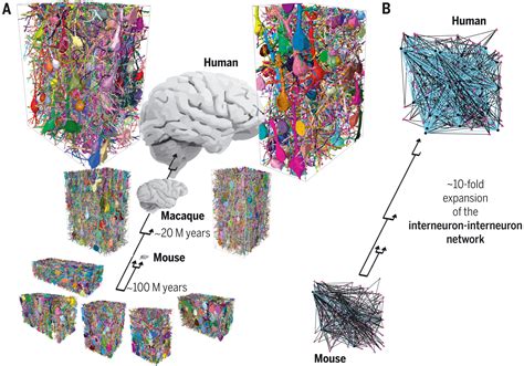 Image result for Prefrontal Cortex Mouse Brain