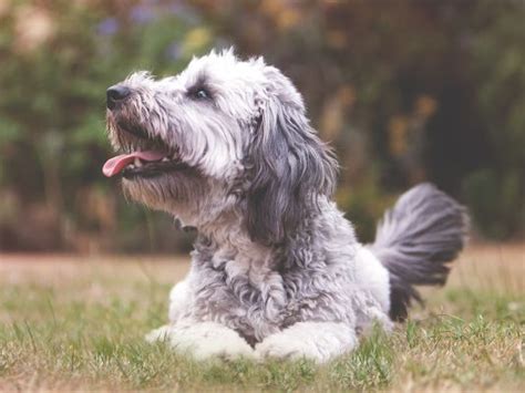 Image result for Jackapoo Dog