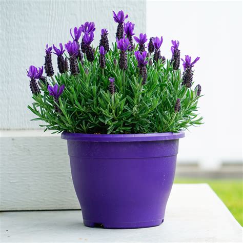 Lavender Plants for Sale | FastGrowingTrees.com