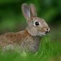 Image result for Cute Rabbit HD Picture