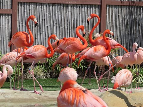 Turtle Back Zoo provides visitors with hundreds of animals and ...
