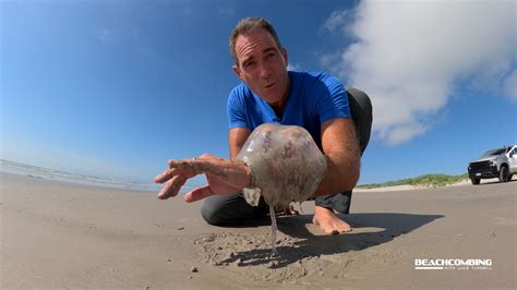 Beachcombing Report: What are moon jellies, and do they sting?