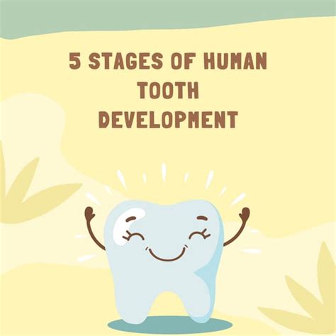 Image result for Human Tooth Development
