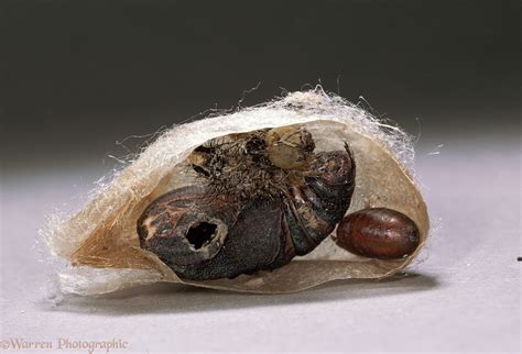 Emperor Moth cocoon photo WP11323