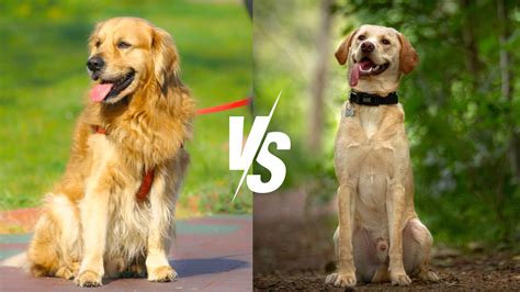 Labrador Jaune Contre Golden Retriever