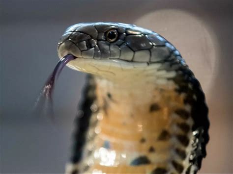 Kerala Woman Dies Of Second Snake Bite In A Month, Turns Out It Was A ...