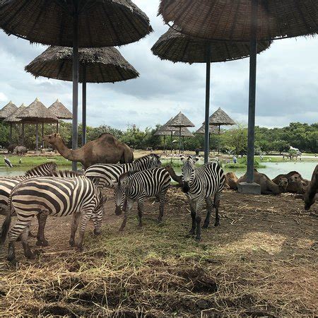 Safari World (Bangkok) - 2018 What to Know Before You Go (with Photos ...