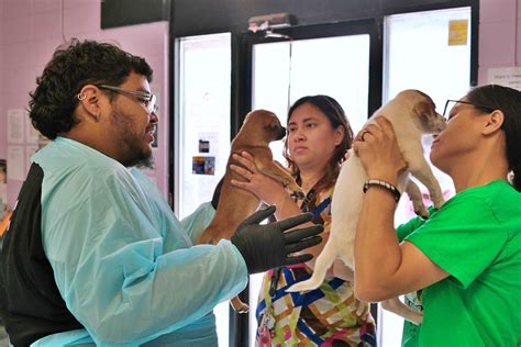 RGV Humane Society calling for help as Harlingen shelter is ...