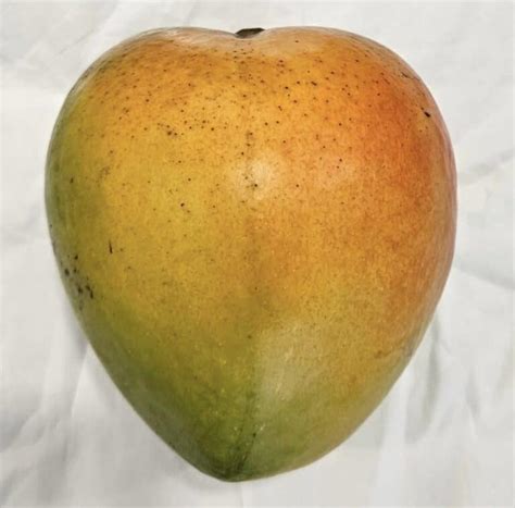 Rare Tropical Fruit Trees 的图像结果