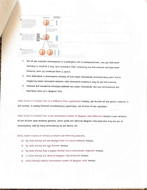 SOLUTION: Ap bio unit 7 cell cycle mitosis and myosis - Studypool