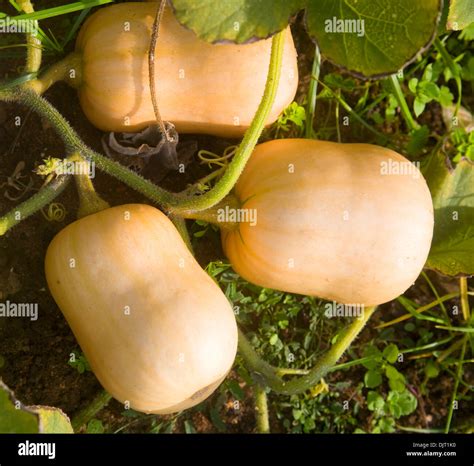 Butternut squash plant growing viewed from above Stock Photo - Alamy