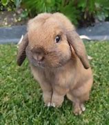 Image result for Cuddly Bunnies