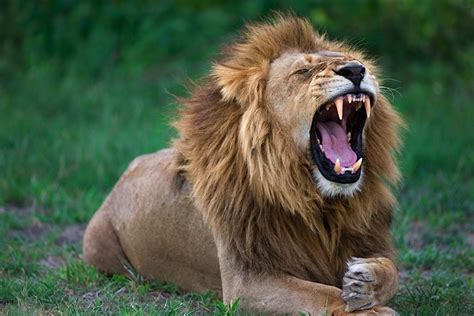 The Lion King 2019 Hyenas 的图像结果