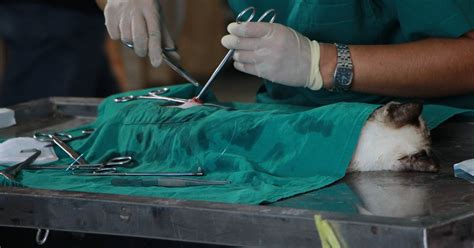 Veterinarian Job Description